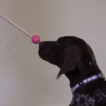 Lär hunden detta med "nostarget" - Vovvepärons webbkurser för hundägare