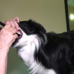 Tandborstning - Vovvepärons webbkurser för hundägare